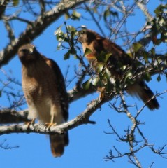 Buteo lineatus