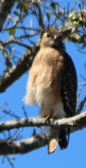 Buteo lineatus