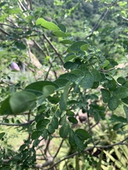Phyllanthus pinnatus