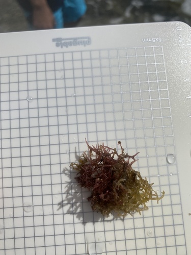 Champia parvula observed 2021-02-14