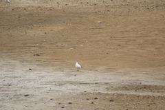 Chroicocephalus ridibundus