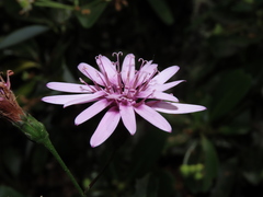 Calorezia prenanthoides