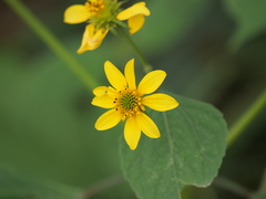 Melanthera latifolia