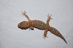 Pachydactylus formosus