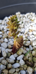 Lomatium dissectum dissectum