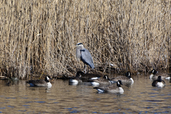 Ardea herodias