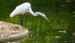 Ardea alba