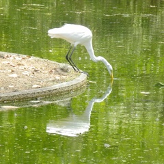 Ardea alba