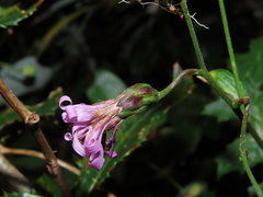 Calorezia prenanthoides