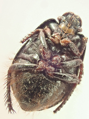 Tominotus conformis