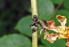 Dolichoderus bispinosus