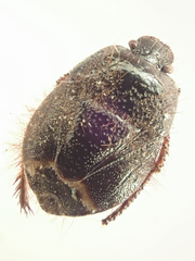 Tominotus conformis