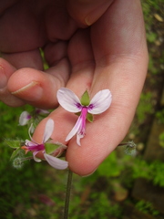 Pelargonium tomentosum