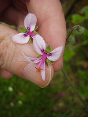 Pelargonium tomentosum