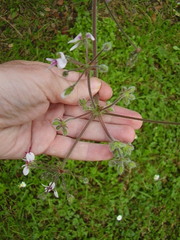 Pelargonium tomentosum