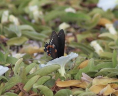 Battus philenor acauda