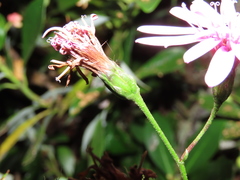 Calorezia prenanthoides
