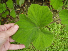 Pelargonium tomentosum