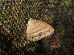 Yphthimoides blanquita