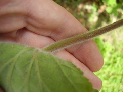 Pelargonium tomentosum