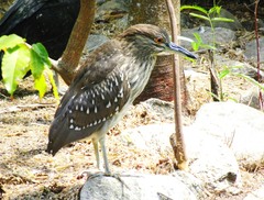 Nycticorax nycticorax