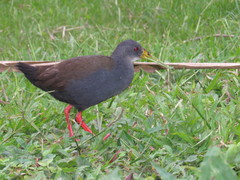 Pardirallus nigricans