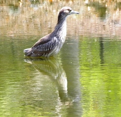 Nycticorax nycticorax