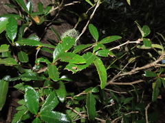 Berberis serrato-dentata