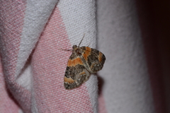 Dysstroma hersiliata