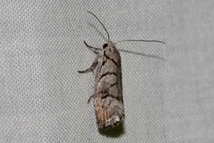 Lichenaula onychodes