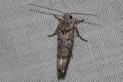 Lichenaula onychodes