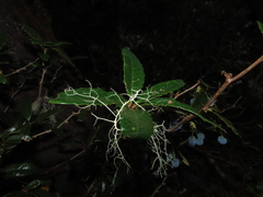 Berberis serrato-dentata