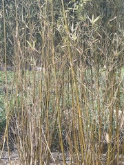Pleioblastus gramineus