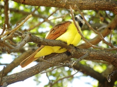Pitangus sulphuratus