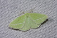 Iulops argocrana