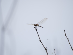 Tramea cophysa
