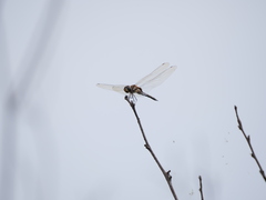 Tramea cophysa