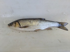 Northern Iberian Chub photo 4