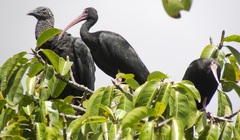 Phimosus infuscatus berlepschi