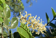Romanophora verecunda