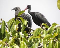 Phimosus infuscatus berlepschi