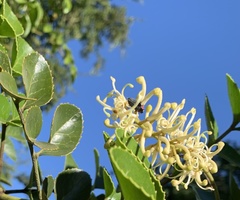 Romanophora verecunda