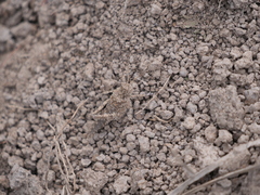 Ommexecha virens
