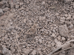 Ommexecha virens
