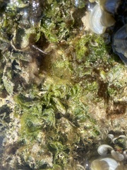 Microdictyon setchellianum