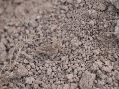 Ommexecha virens