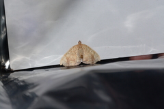 Eulithis gracilineata