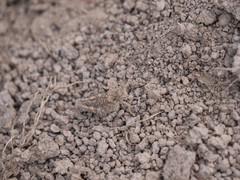 Ommexecha virens