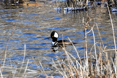 Lophodytes cucullatus