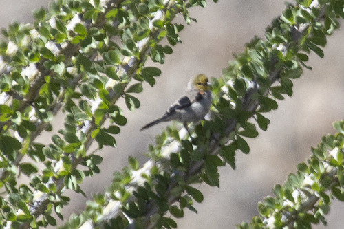 iNaturalist observation photo of Verdin